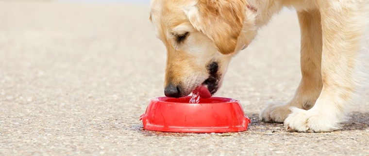 chien boit beaucoup